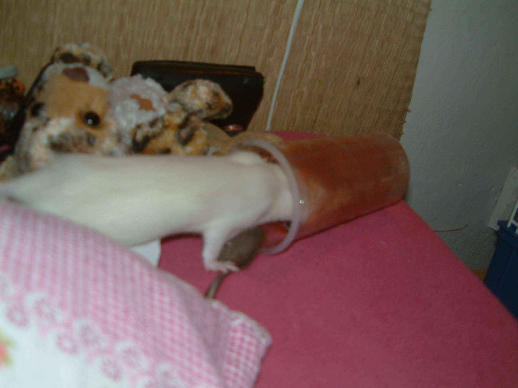 MK2007_0130_221048AA.JPG
