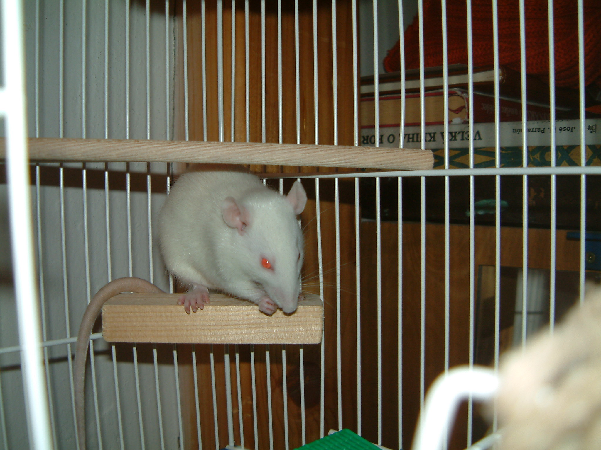 MK2007_0130_221324AA.JPG